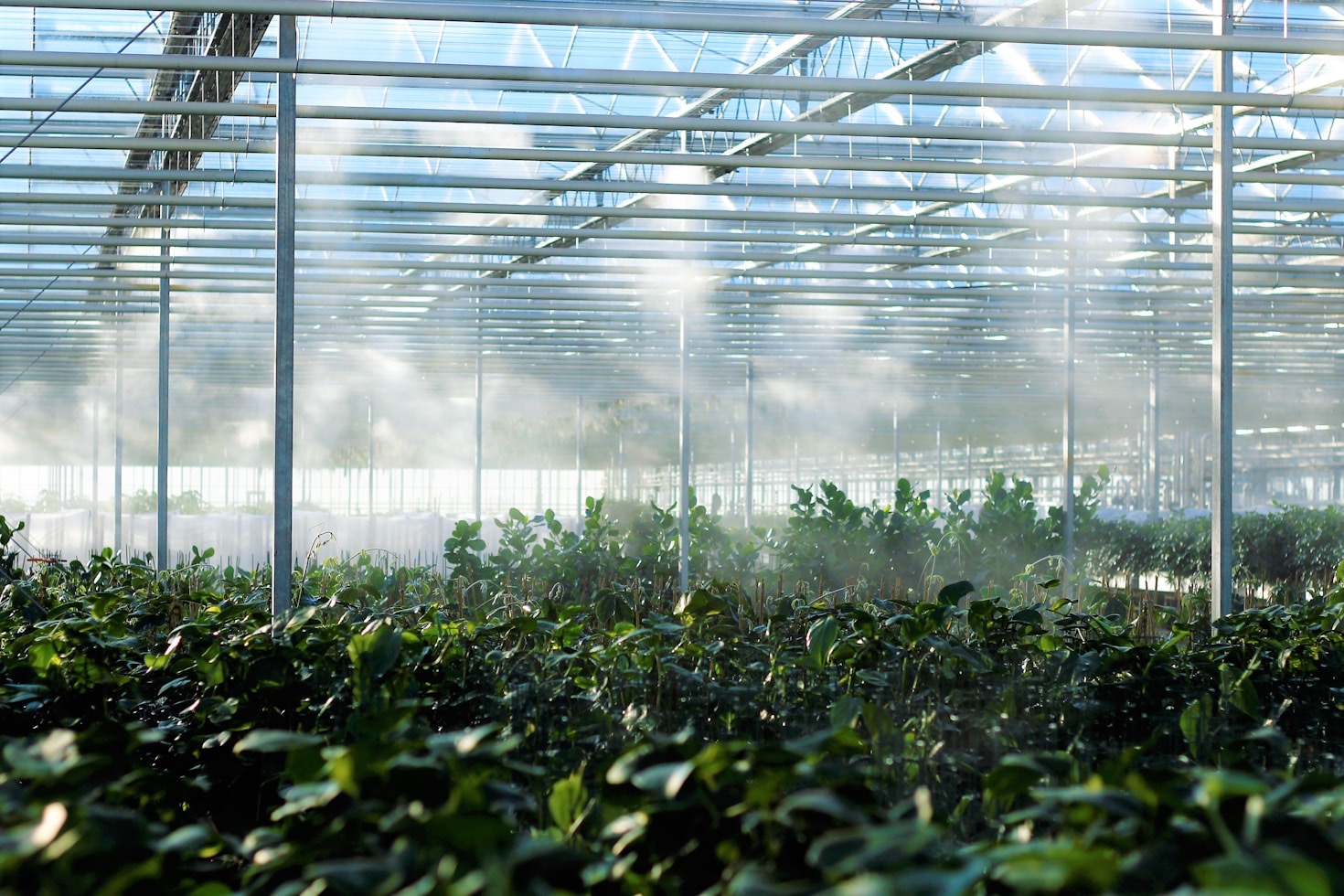 De beste buitenplanten voor elk seizoen