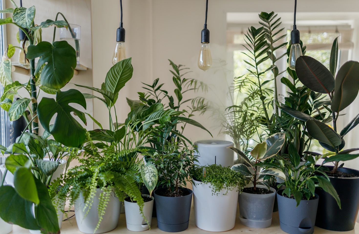 Verzorgingstips voor een gezonde groene oase