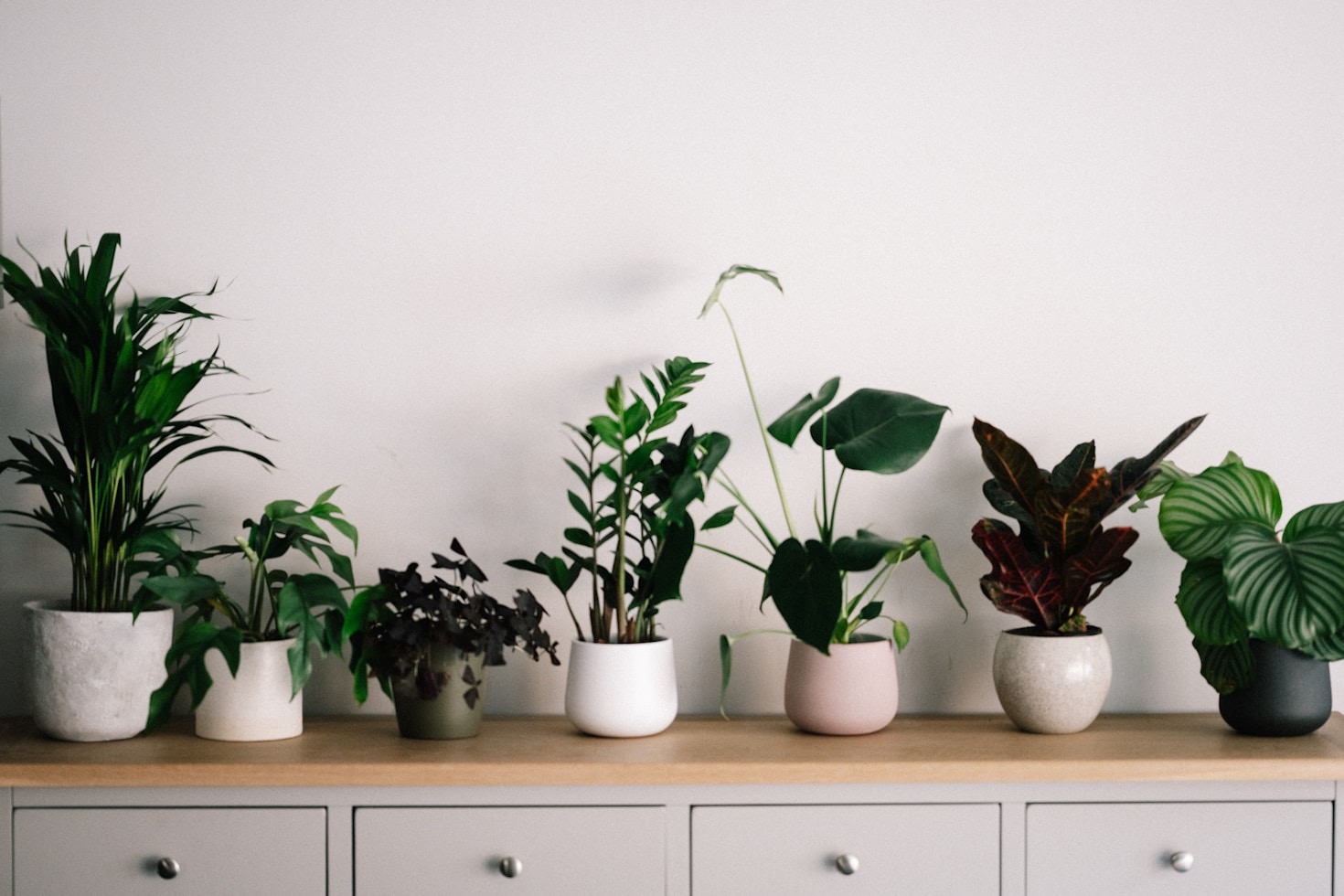 Waarom planten gelukkig maken en hoe jij kunt beginnen