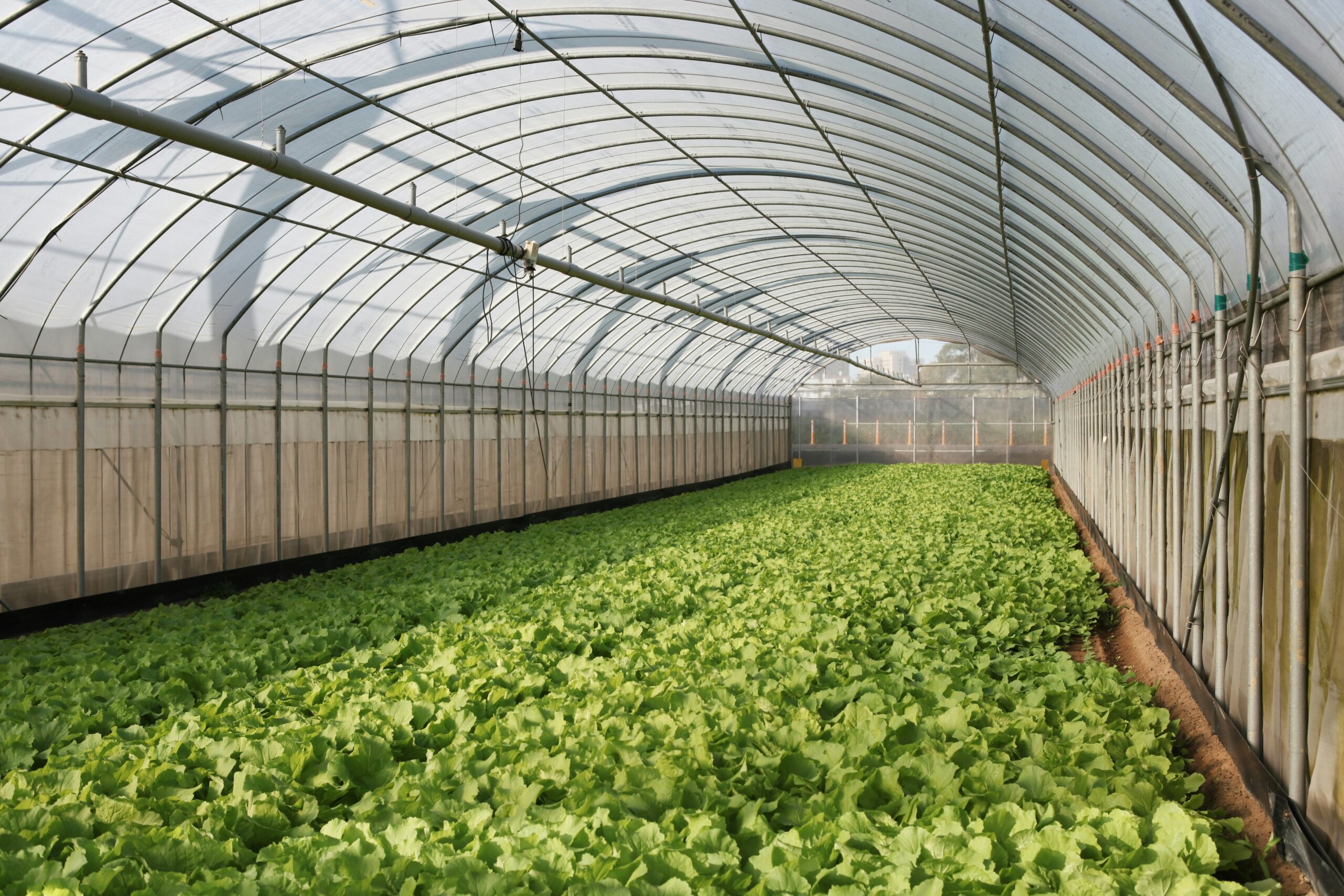 De 5 kamerplanten voor beginners